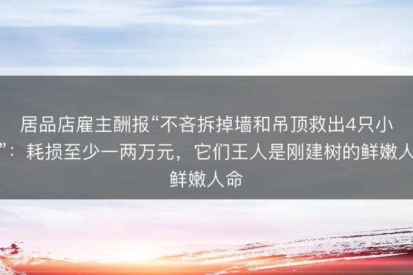 居品店雇主酬报“不吝拆掉墙和吊顶救出4只小猫”：耗损至少一两万元，它们王人是刚建树的鲜嫩人命